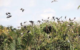 Tỉnh Vĩnh Long bảo vệ đàn chim quý của lão nông Hai Chìa