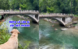 Chú chó nhảy xuống sông cứu ông chủ vì tưởng bị đuối nước