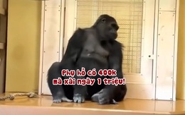 Khỉ đột than thân trách phận vì 'không biết chi tiêu'