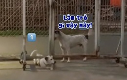 Chú chó thích làm màu, thể hiện lối đi riêng