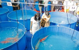 Gần 600 con cá koi tham gia cuộc thi ‘hoa hậu’ cá koi