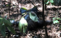 Phát hiện thi thể người đàn ông đang phân hủy trong vườn tràm