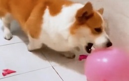 Chó Corgi tỉnh đòn khi chủ chơi khăm