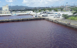 Nhật Bản: Nước biển chuyển đỏ vì chất phụ gia từ nhà máy bia