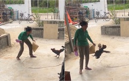 Gà trống bị ăn dép vẫn hổ báo