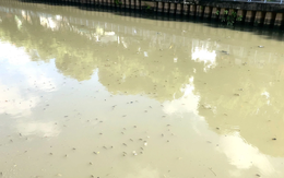 Rác thải, cá nổi dày đặc trên kênh Nhiêu Lộc - Thị Nghè sau cơn mưa lớn