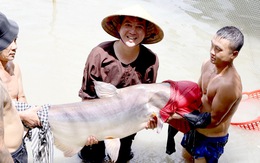 Ngắm đàn 'thủy quái' sông Mekong