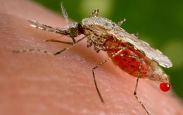 Báo động muỗi sinh sôi nhanh và sống lâu hơn, lây bệnh nhiều hơn