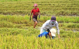 Cảnh báo thịt chuột đồng ăn bả thuốc