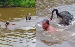 Người đàn ông ngụp lặn dưới sông khi bị thiên nga rượt