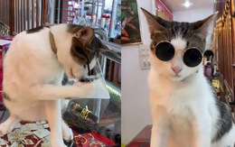 Chú mèo tự đeo kính râm siêu ngầu