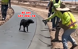 Thợ xây nổi đóa với chú chó tung tăng trên đường vừa đổ bê tông
