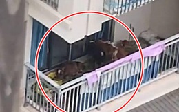 Người đàn ông nuôi 7 con bò ở ban công căn hộ chung cư