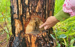 Rừng thông ở Lâm Đồng lại bị đầu độc