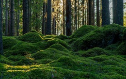 Phát hiện mới: Những thảm rêu đang 'cứu' loài người
