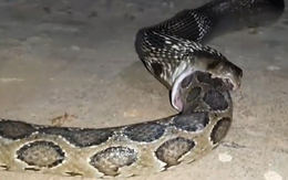 Cận cảnh rắn hổ mang 2,5 mét nuốt con trăn dài đến 3 mét
