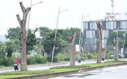 Sao lại cắt trụi cây xanh?