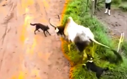 Hai con chó cố chấp bị bò cho ăn no đòn