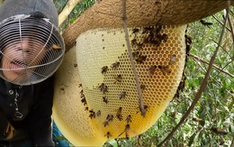 Về rừng U Minh Hạ săn rắn, bắt lươn, theo thợ ăn ong