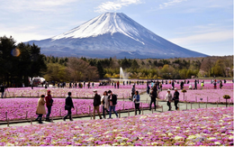 Chính quyền địa phương cảnh báo nguy cơ tai nạn khi leo núi Phú Sĩ