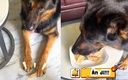 Chú chó dùng thủ đoạn để hưởng trọn đĩa thức ăn