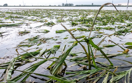 Sản lượng lương thực Trung Quốc nguy cơ giảm do lũ lụt, thêm áp lực lên giá gạo toàn cầu