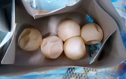 Khởi tố 4 người mua bán trứng vích Côn Đảo