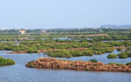 ‘Xóa sổ’ 11.180ha khu bảo tồn đất ngập nước Tiền Hải, ưu tiên khu đô thị, sân golf?