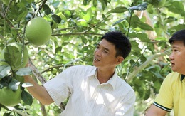 NPK Cà Mau công nghệ polyphosphate: Giải pháp dinh dưỡng cho cây ăn trái
