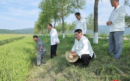 Ông Kim Jong Un khen quân đội cứu được đồng lúa cho dân