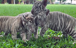 Hổ nuôi trong khu du lịch Vườn Xoài sinh 7 hổ con