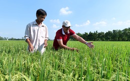 Cơ hội và thách thức cho gạo Việt giữa bão xuất khẩu