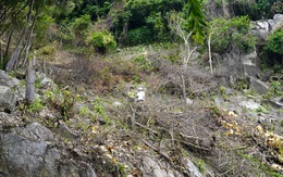 Phá rừng phòng hộ trên núi ở Vũng Tàu, bị phạt 11 triệu