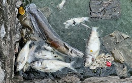 Cá chết nổi đầy mặt hồ Tây lúc giao mùa