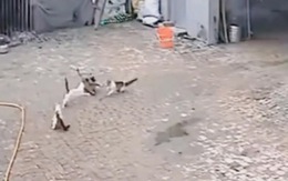 'Đại ca mèo' lao đến bảo vệ đồng bọn khi bị đàn chó bắt nạt