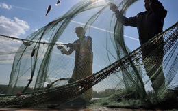 Trung Quốc cấm hải sản Nhật, Nga chờ đón cơ hội