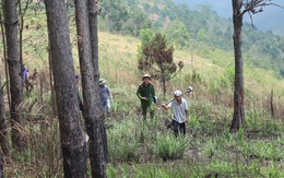 Khởi tố nguyên trưởng phòng tài nguyên và môi trường giao khống đất rừng