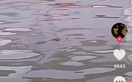 Cá sấu lại xuất hiện trên sông ở Bạc Liêu