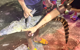 Đã bắt được cá sấu 14kg xuất hiện trên sông ở Bạc Liêu
