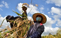 Thái Lan khuyến khích người dân trồng cây khác, thay vì lúa