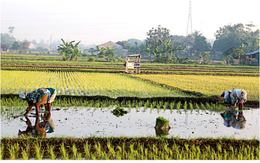 Indonesia dành riêng 500.000ha đất trồng lúa, ứng phó hạn hán do El Nino