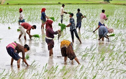 An ninh lương thực toàn cầu: Không lo thiếu cung, chỉ lo thiếu tiền