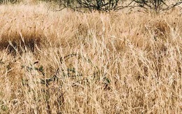 Thử tài tinh mắt: Con báo săn mồi đang lẩn trốn ở đâu?