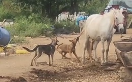 Hai chú chó hổ báo hoảng hồn khi bị ngựa đá