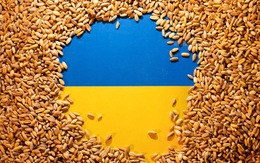 Ukraine phản đối châu Âu gia hạn cấm nhập khẩu ngũ cốc