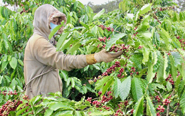 Giá cà phê tăng cao kỷ lục, nông dân không có hàng bán
