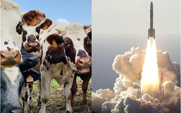 Công ty Nhật Bản nghiên cứu biến chất thải của bò thành nhiên liệu tên lửa