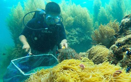 Phục hồi 4ha rạn san hô trong vịnh Quy Nhơn