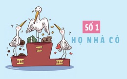 Ai là số 1 họ nhà cò?