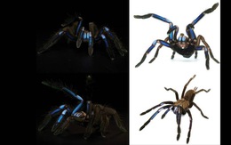 Phát hiện loài nhện màu xanh tím hiếm thấy
